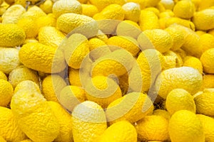 Yellow gold silk cocoons background