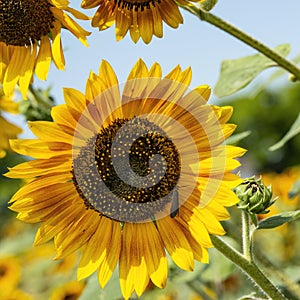 Yellow and gold sunflower