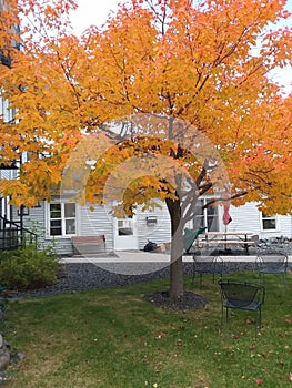 Yellow gold tree calm relaxful