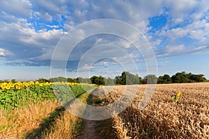 Yellow gold wheat and sunflower fields under blue sky in Ukraine, agriculture is peace