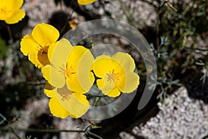 Yellow gold wildflower, California poppy close up