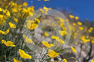 Yellow gold wildflower, California poppy close up