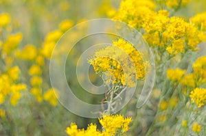 Yellow and gold wildflowers