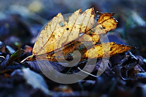 A yellow-golden autumn leaf on the cold ground