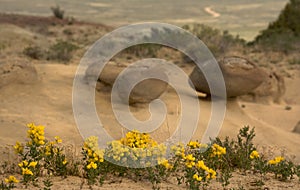 Yellow Golden Banner Wildflowers In Round Sandrock Formations