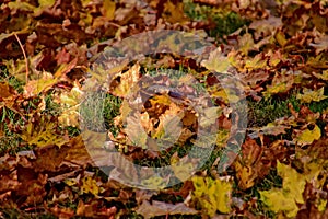 Yellow, golden, brown autumn leaves lying on green grass on a w