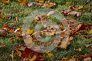 Yellow, golden, brown autumn leaves lying on green grass on a w