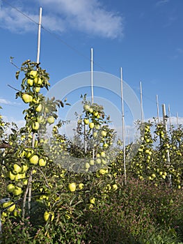 Yellow golden delicious apples in dutch fruit orchard under blue sky in holland
