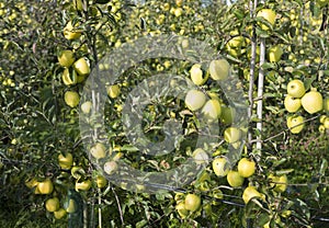 Yellow golden delicious apples in dutch fruit orchard under blue sky in holland