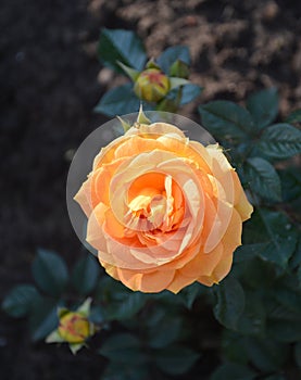 Yellow flowers of goldelse rose photo