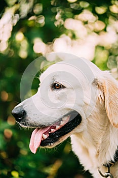 Yellow Golden Labrador Retriever Dog, Portrait Of Head Muzzle.