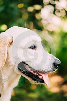 Yellow Golden Labrador Retriever Dog, Portrait Of Head Muzzle.