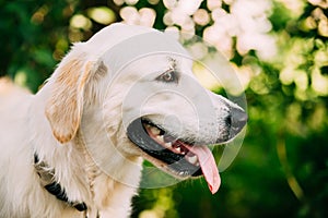 Yellow Golden Labrador Retriever Dog, Portrait Of Head Muzzle.