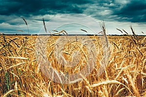 Yellow Golden Ripe Barley Ears In Summer Wheat Field. Moody Dark