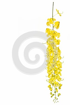 yellow Golden shower ,Cassia fistula flower isolate on white background photo