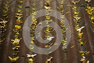 Yellow Golden Shower Flower Petals Roof Spring