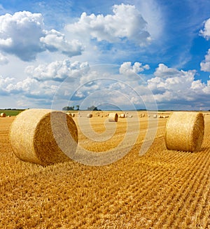 Yellow golden straw bales of hay in the stubble field