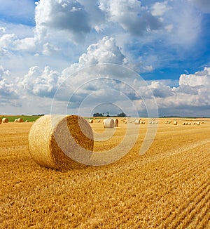 Yellow golden straw bales of hay in the stubble field