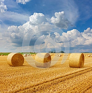 Yellow golden straw bales of hay in the stubble field