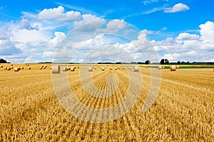 Yellow golden straw bales of hay in the stubble field