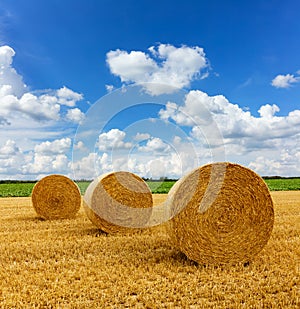 Yellow golden straw bales of hay in the stubble field