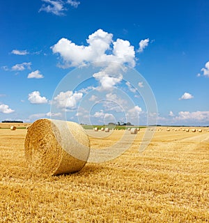 Yellow golden straw bales of hay in the stubble field