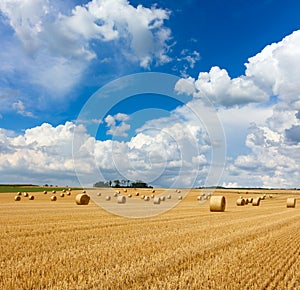 Yellow golden straw bales of hay in the stubble field