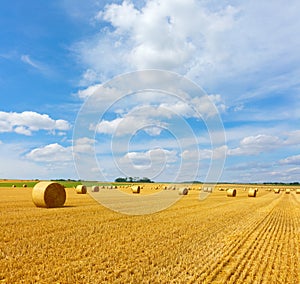Yellow golden straw bales of hay in the stubble field
