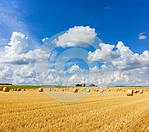 Yellow golden straw bales of hay in the stubble field