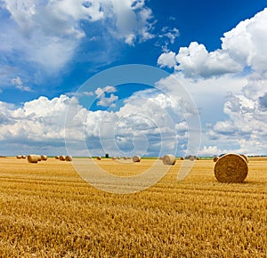 Yellow golden straw bales of hay in the stubble field