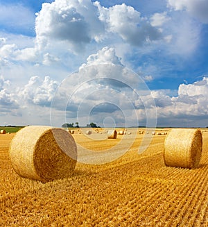 Yellow golden straw bales of hay in the stubble field