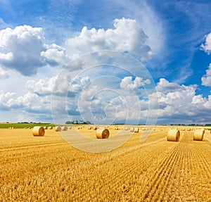 Yellow golden straw bales of hay in the stubble field