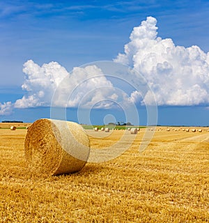 Yellow golden straw bales of hay in the stubble field