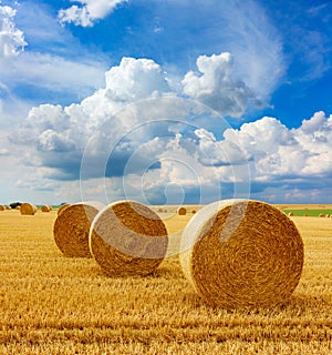 Yellow golden straw bales of hay in the stubble field