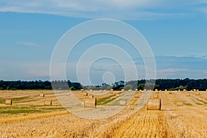 Yellow golden straw bales of hay in the stubble field, agricultural field under a blue sky with clouds. Straw on the meadow.