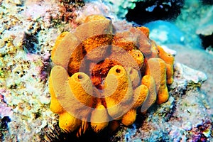 Yellow/Golden tube Mediterranean sponge - Aplysina aerophoba