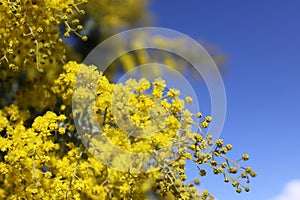 Yellow Golden Wattle flowers against sky