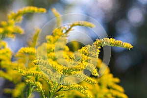 Yellow Goldenrod with Blue and Green Bokeh