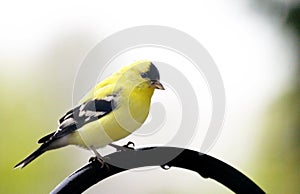 Yellow goldfinch