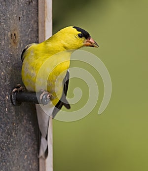 Yellow goldfinch canary finch wildlife bird on feeder