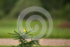 A yellow goldfinch on a green tree