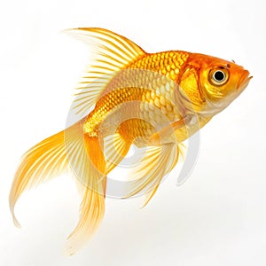 Yellow goldfish isolated on white background photo