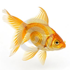 Yellow goldfish isolated on white background photo