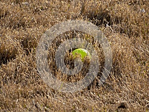 Yellow golf ball in dormant grass