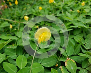 Yellow Goober flower