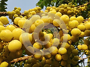 Yellow gooseberry tree