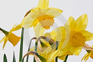 Yellow!  Gorgeous backlit daffodil surrounded by blurred yellow petals