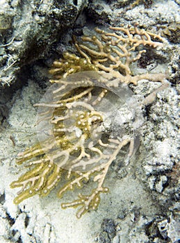 A yellow gorgonia coral in Togian islands