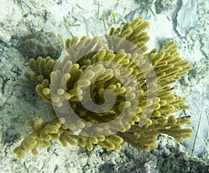 Yellow gorgonian coral in Togian islands
