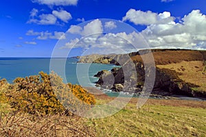 Yellow gorse above the wild pembrokeshire coastline